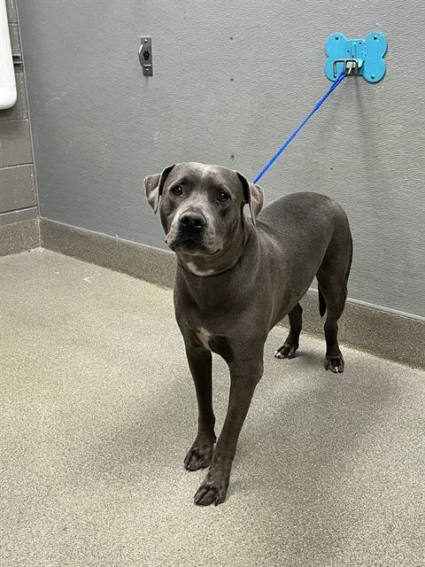 A young large-sized male Pit Bull Terrier dog named Prince for adoption in Las Vegas, NV