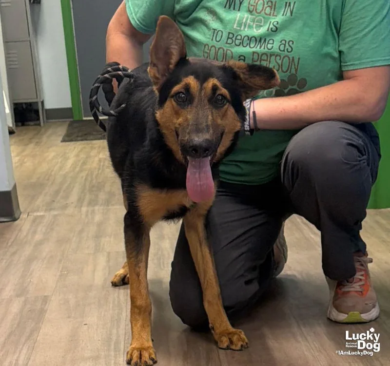 A young medium-sized female Shepherd dog named Romy for adoption in Washington, DC