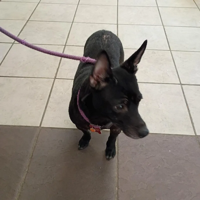 An adult small-sized female Black Mixed Breed dog named Tinsley for adoption in Columbus, GA