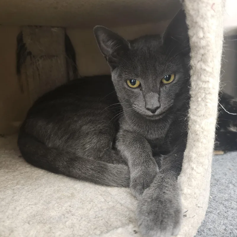 A baby medium-sized male Gray / Blue / Silver Domestic Short Hair cat named Grouchy for adoption in Richmond, VA