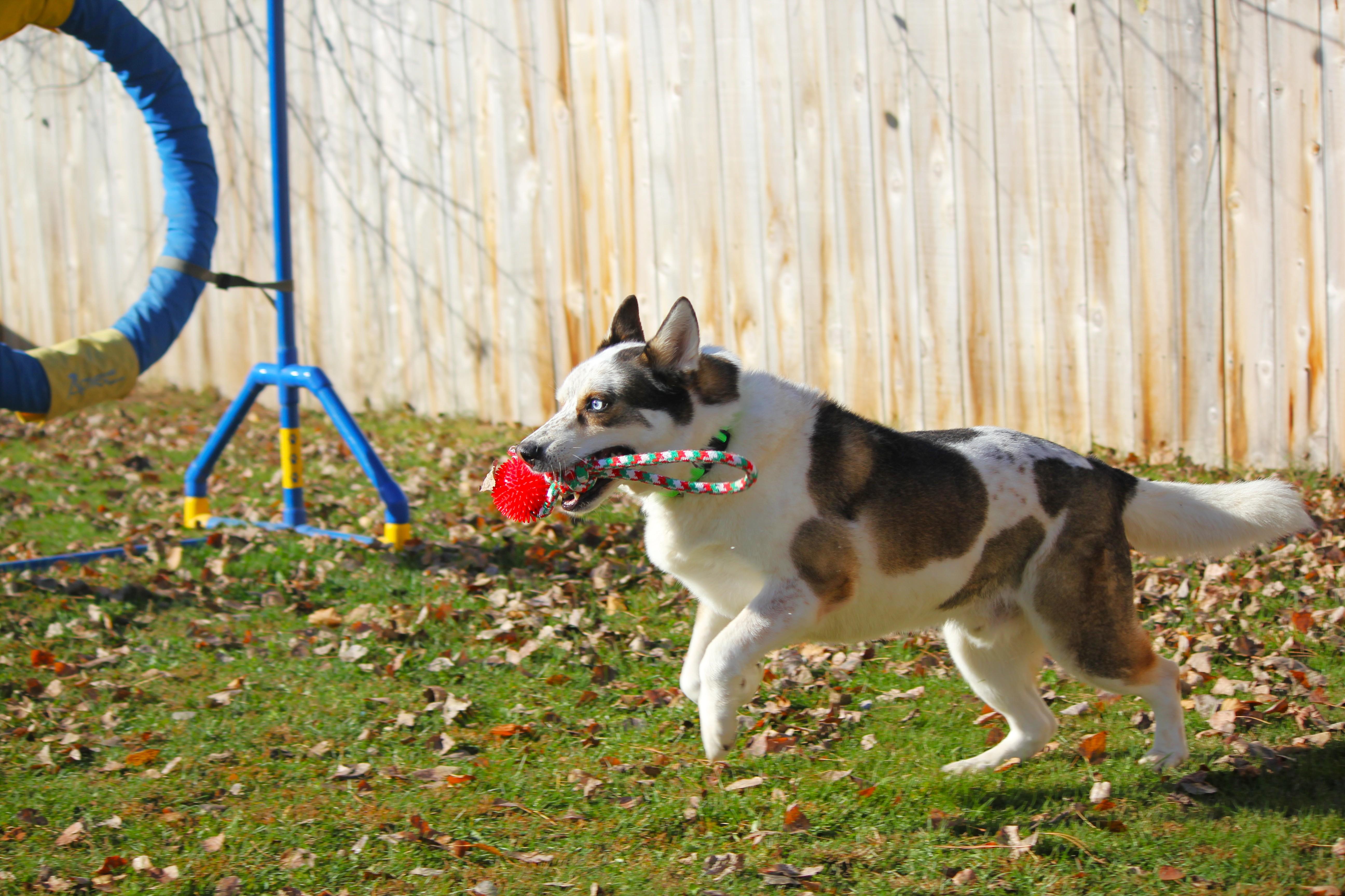 A senior large-sized male Australian Cattle Dog / Blue Heeler dog named Koda for adoption in Hayward, WI