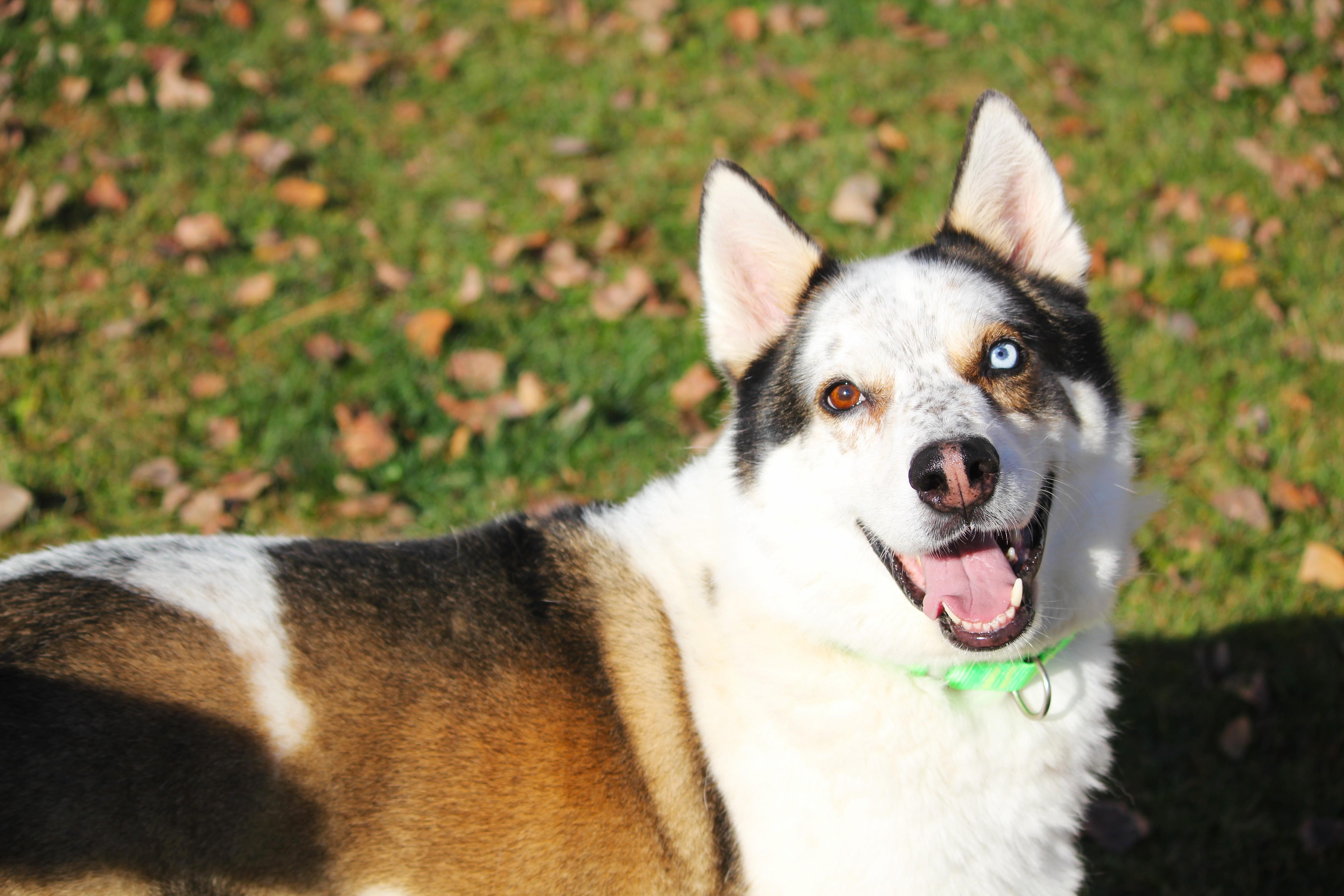 Koda thumbnail 2