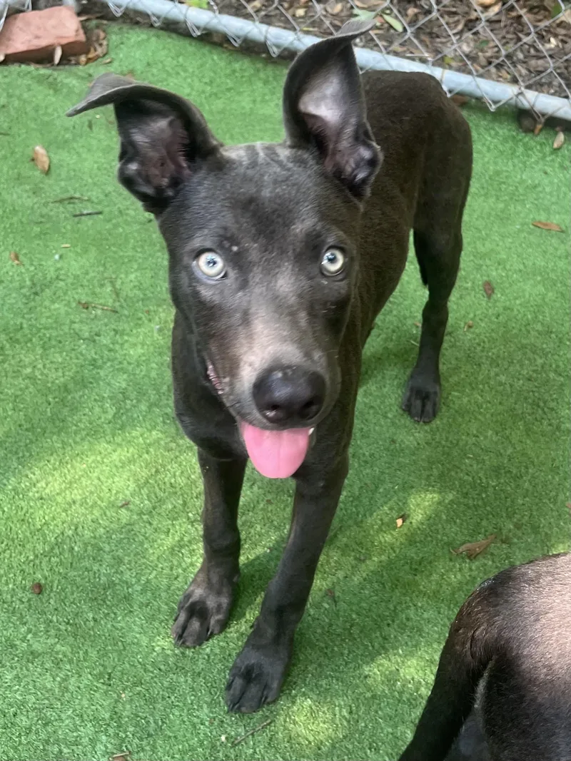 A baby medium-sized male German Shepherd Dog dog named Blue for adoption in Gilbert, SC