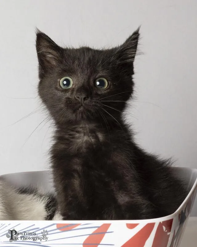 A young medium-sized male Black Domestic Medium Hair cat named Charlie for adoption in Maryville, TN
