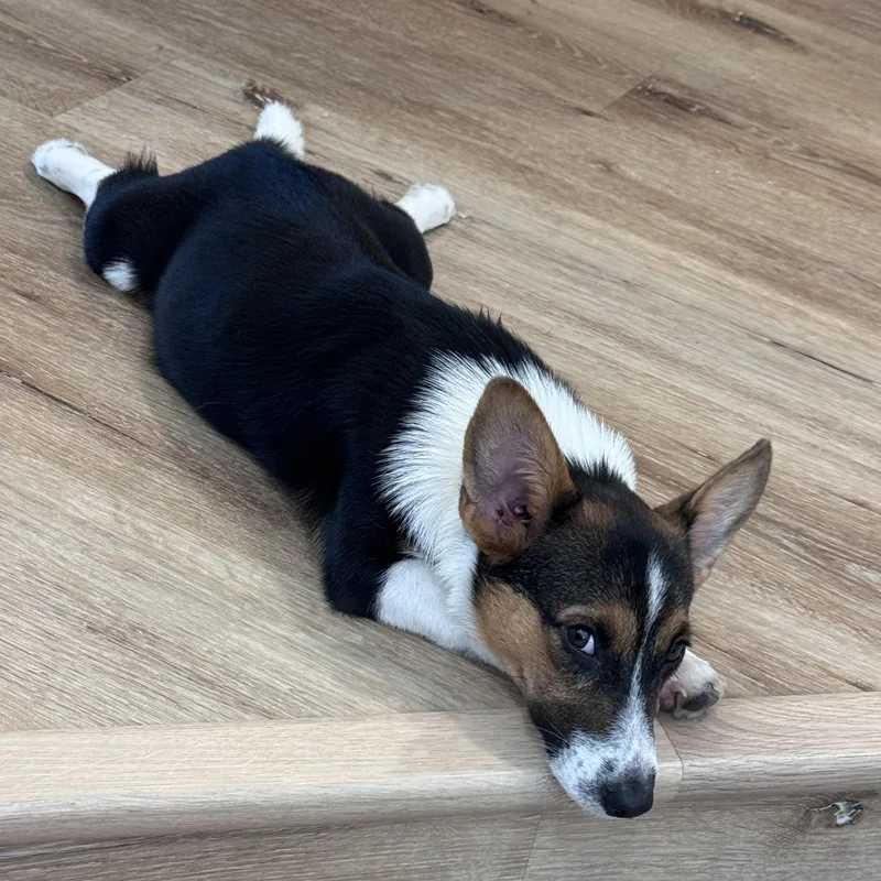 A baby small-sized male Pembroke Welsh Corgi dog named Taffy for adoption in Bradenton, FL