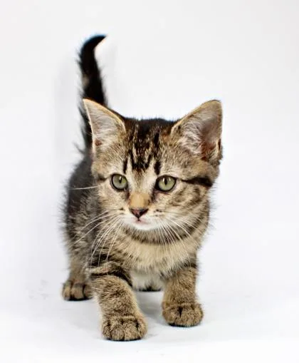 A baby small-sized female Domestic Short Hair cat named Summer for adoption in Morton Grove, IL