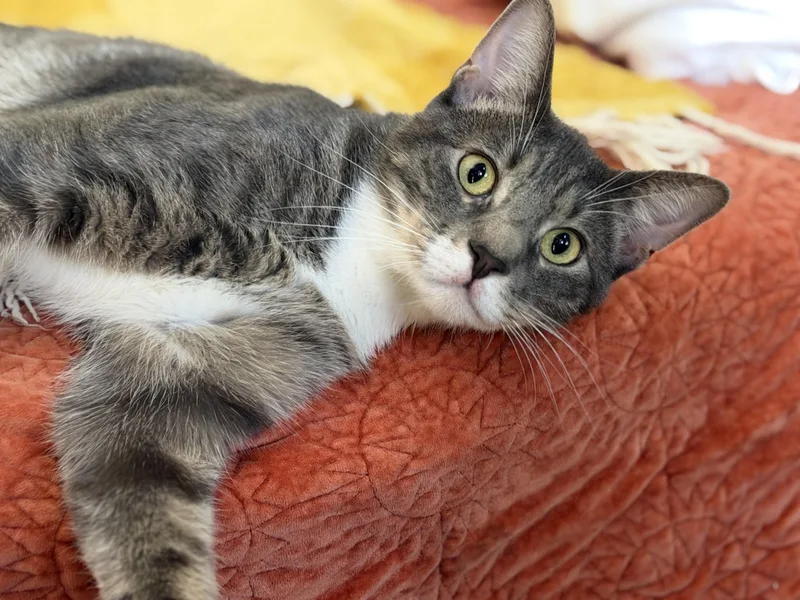 A young medium-sized male Tabby (Gray / Blue / Silver) Domestic Short Hair cat named Moses for adoption in Norco, CA