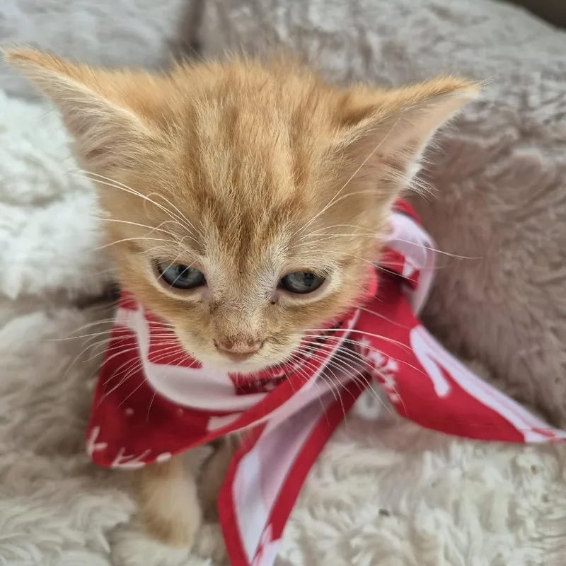 A baby small-sized male Orange / Red Domestic Short Hair cat named Yosemite Sam for adoption in Buffalo, MN
