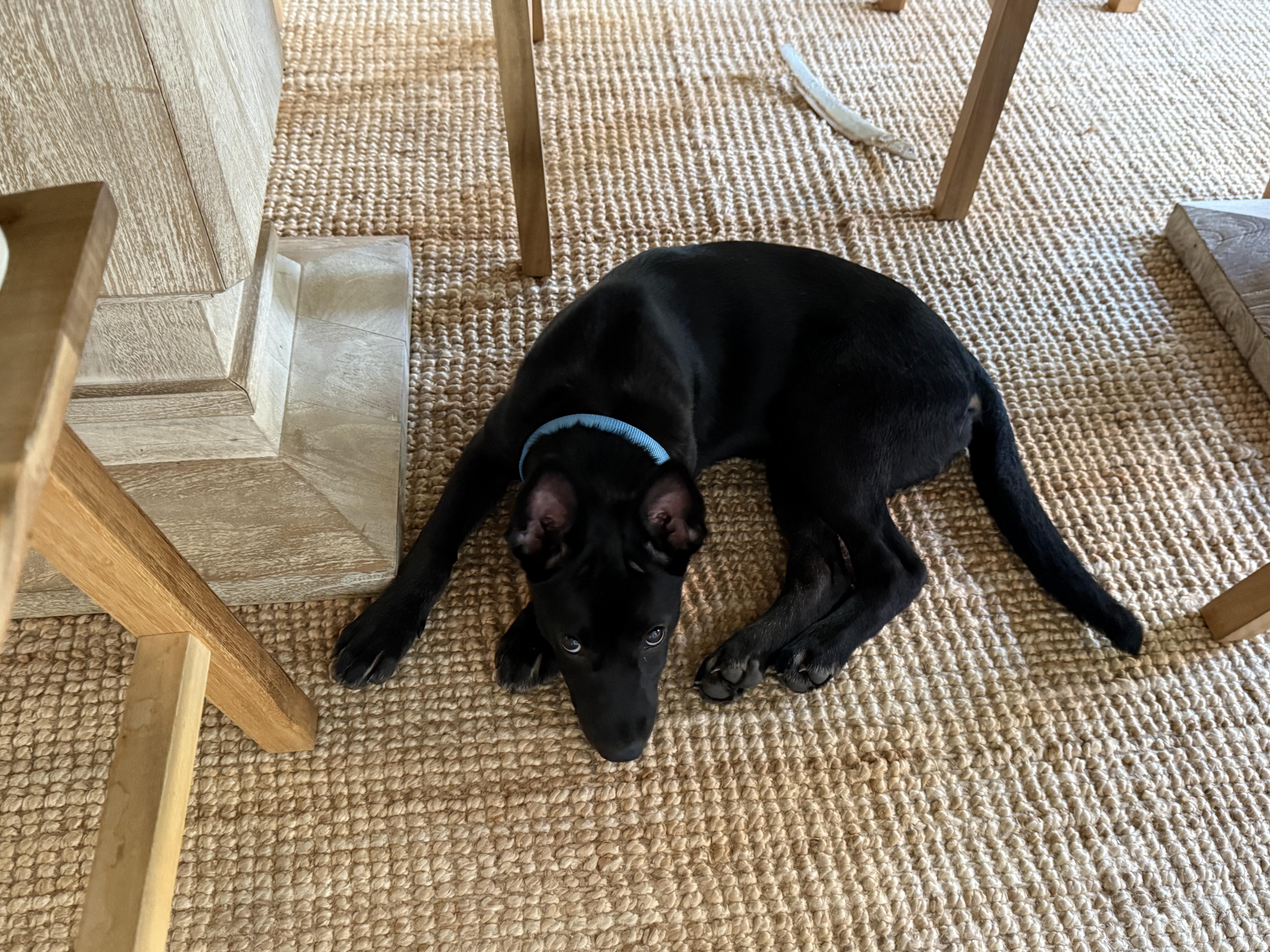 A baby medium-sized female Black Shepherd dog named Millie for adoption in Dale, TX