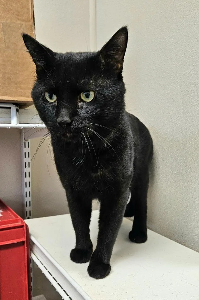 A young small-sized male Domestic Short Hair cat named Ninja for adoption in Fremont, OH