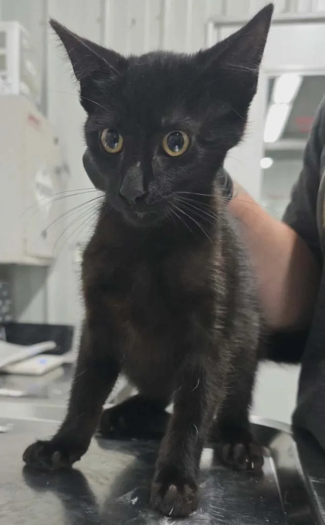 A baby small-sized male Domestic Short Hair cat named Zach for adoption in Hillsdale, IN