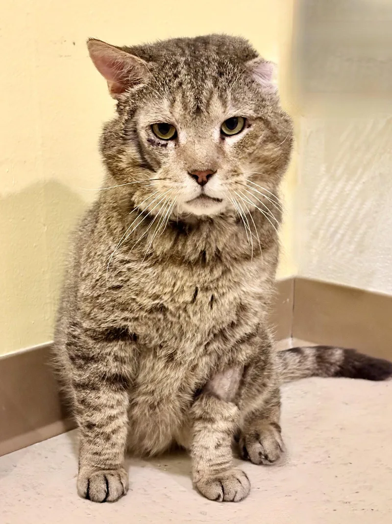 An adult medium-sized male Tabby cat named Grumpy for adoption in Flint Hill, VA