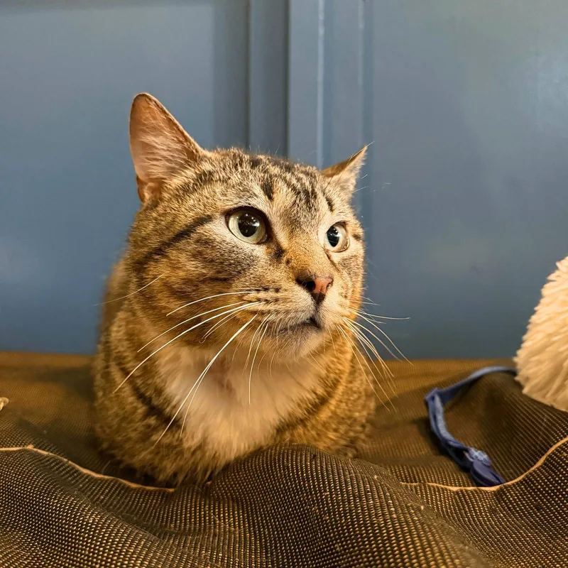 An adult medium-sized male Domestic Short Hair cat named Chivole for adoption in Brooklyn, NY