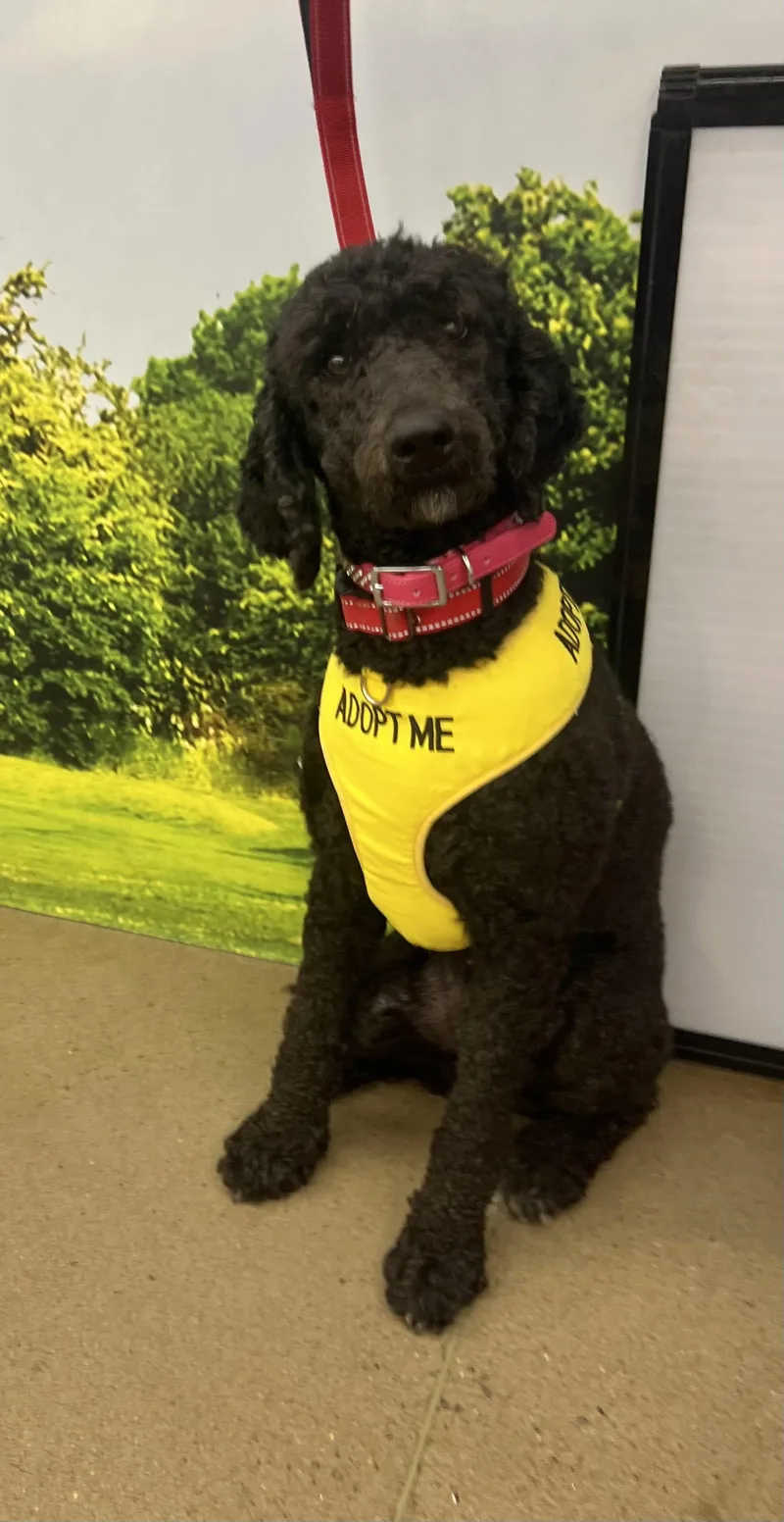 A young large-sized female Standard Poodle dog named Ava for adoption in Munford, TN