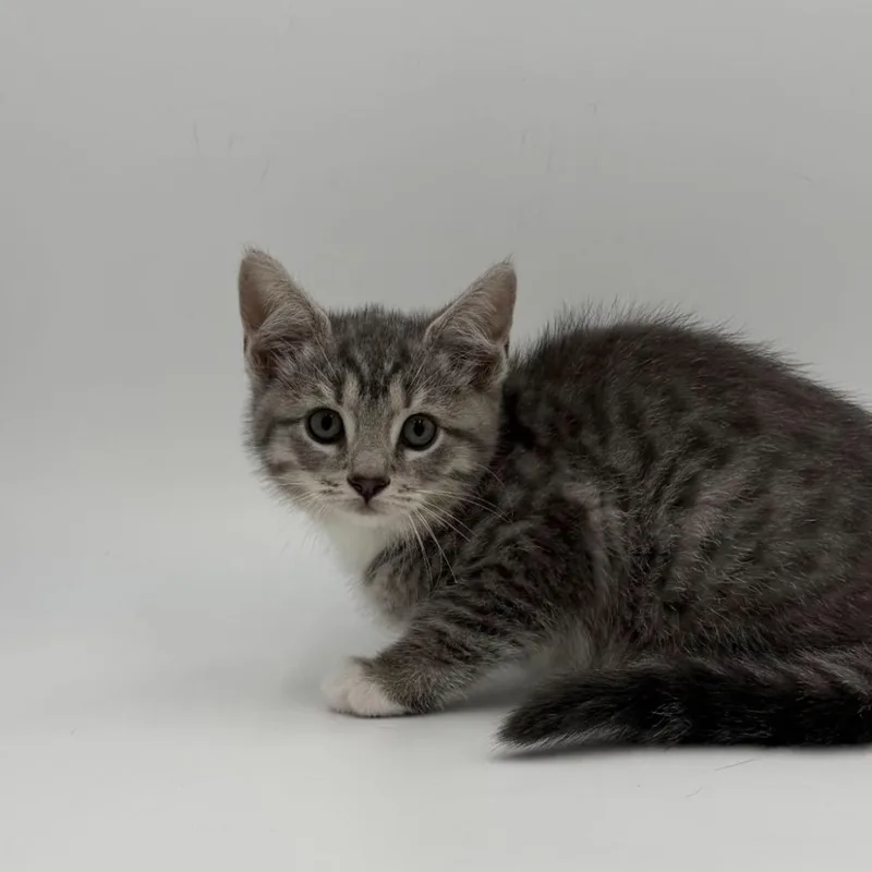 A baby medium-sized female Domestic Short Hair cat named Goblin for adoption in State College, PA