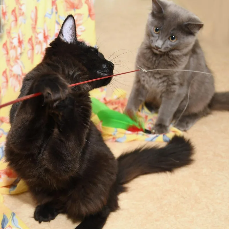 Shoosh Three thumbnail 2