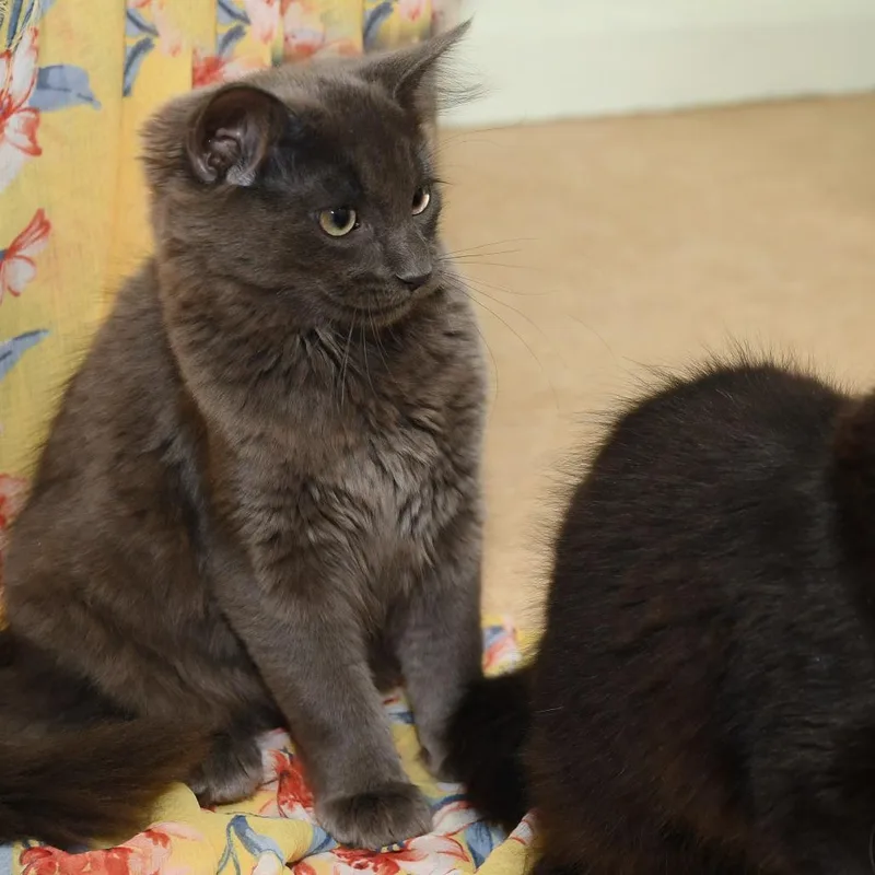 Shoosh Three thumbnail 5