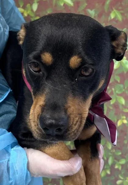 An adult medium-sized female Rottweiler dog named Evee for adoption in San Antonio, TX