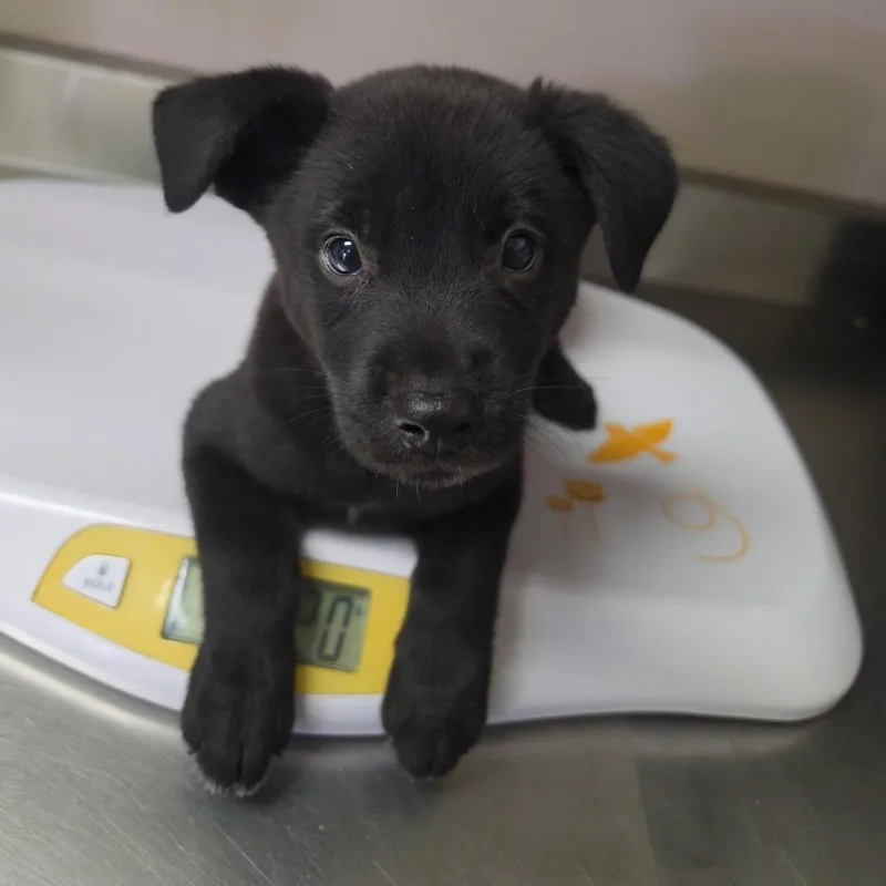 A baby small-sized male Black Retriever dog named Snack Pack for adoption in San Antonio, TX