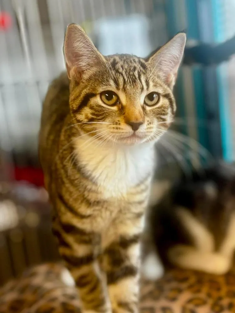 A baby medium-sized female Domestic Short Hair cat named Baby Saja for adoption in Sebastian, FL