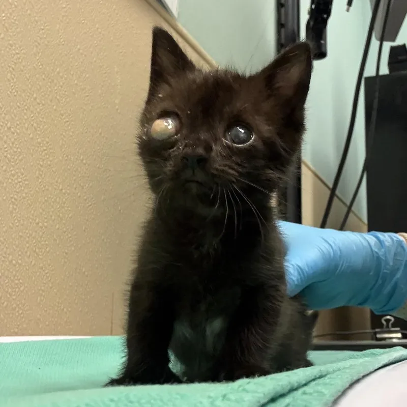 A baby small-sized female Domestic Short Hair cat named Lexi for adoption in Tacoma, WA