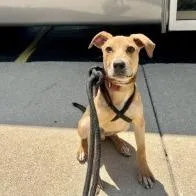 A young medium-sized male Yellow / Tan / Blond / Fawn Coonhound dog named Koda for adoption in Matteson, IL