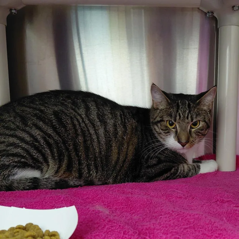 A young small-sized male Black Domestic Short Hair cat named Perry for adoption in Philadelphia, PA