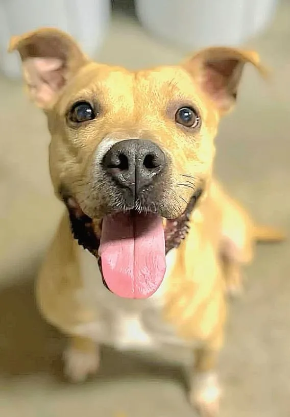 An adult medium-sized female Apricot / Beige Pit Bull Terrier dog named Olive for adoption in Houston, TX