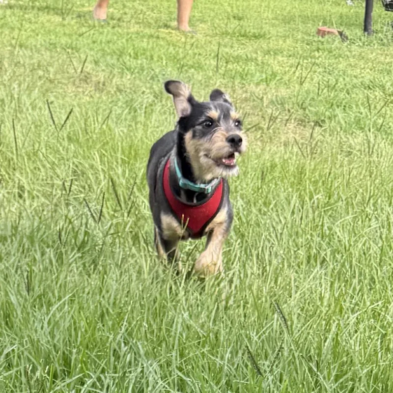 A young medium-sized male Schnauzer dog named Sunny Boy for adoption in New Orleans, LA