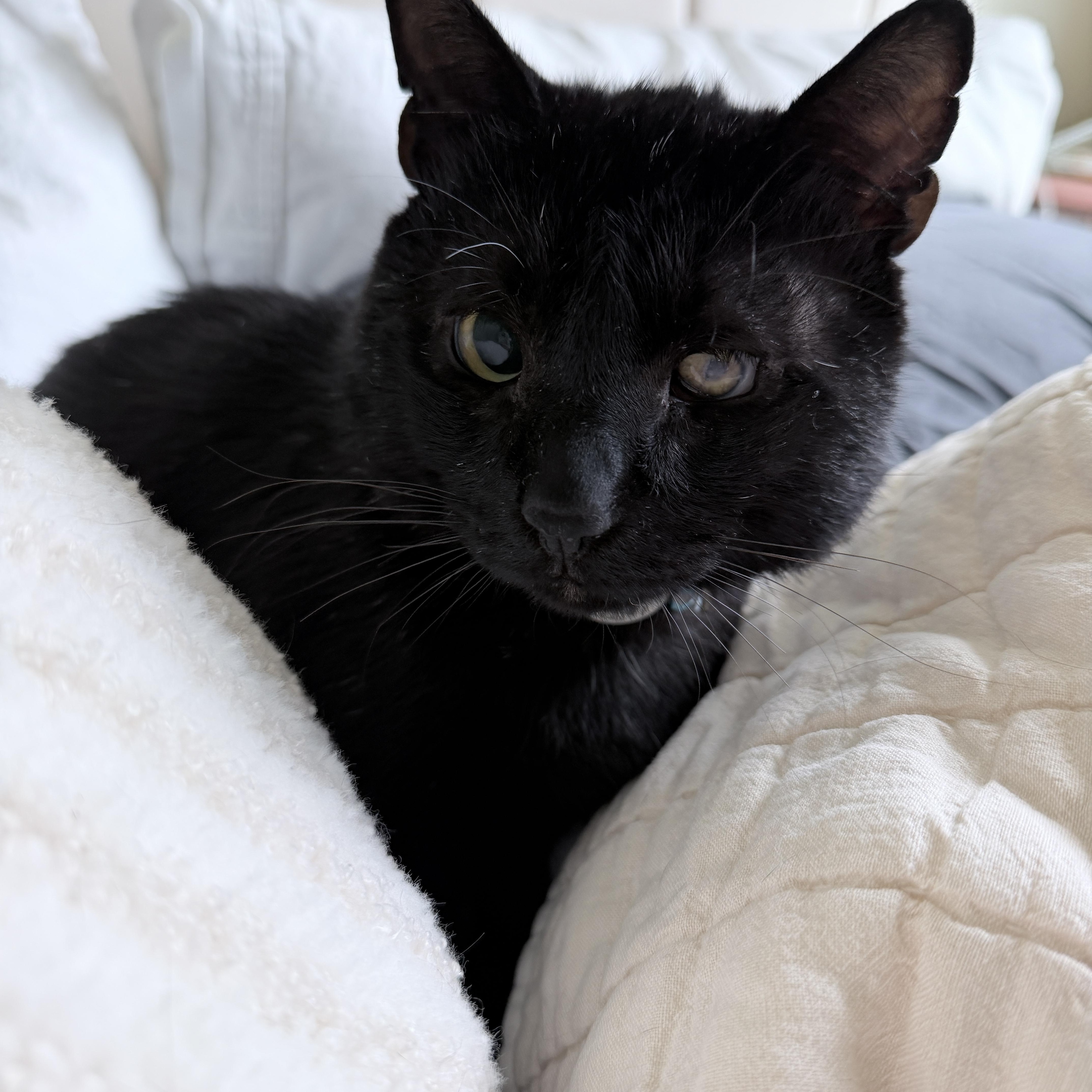 A young medium-sized male Black Domestic Short Hair cat named Felix for adoption in Inglewood, CA