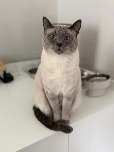 A young large-sized male Blue Point Siamese cat named Sigh for adoption in Liverpool, TX