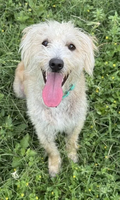 An adult medium-sized female Terrier dog named Patricia for adoption in San Antonio, TX