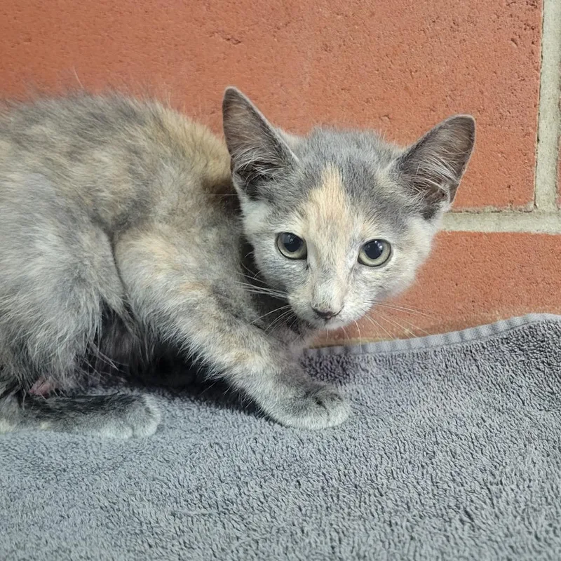 A baby small-sized female Gray / Blue / Silver Domestic Short Hair cat named Cherokee for adoption in Cabot, AR