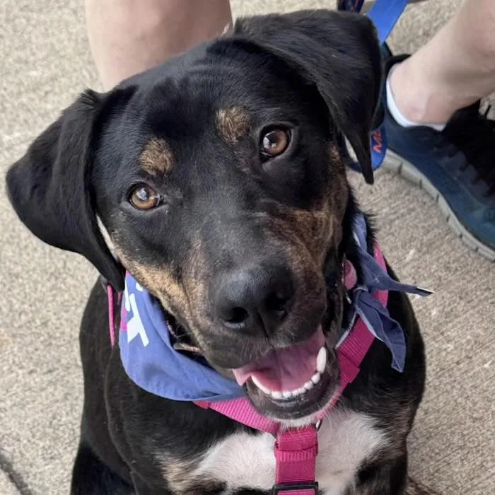 An adult medium-sized female Black Rottweiler dog named Flower for adoption in Watertown, CT