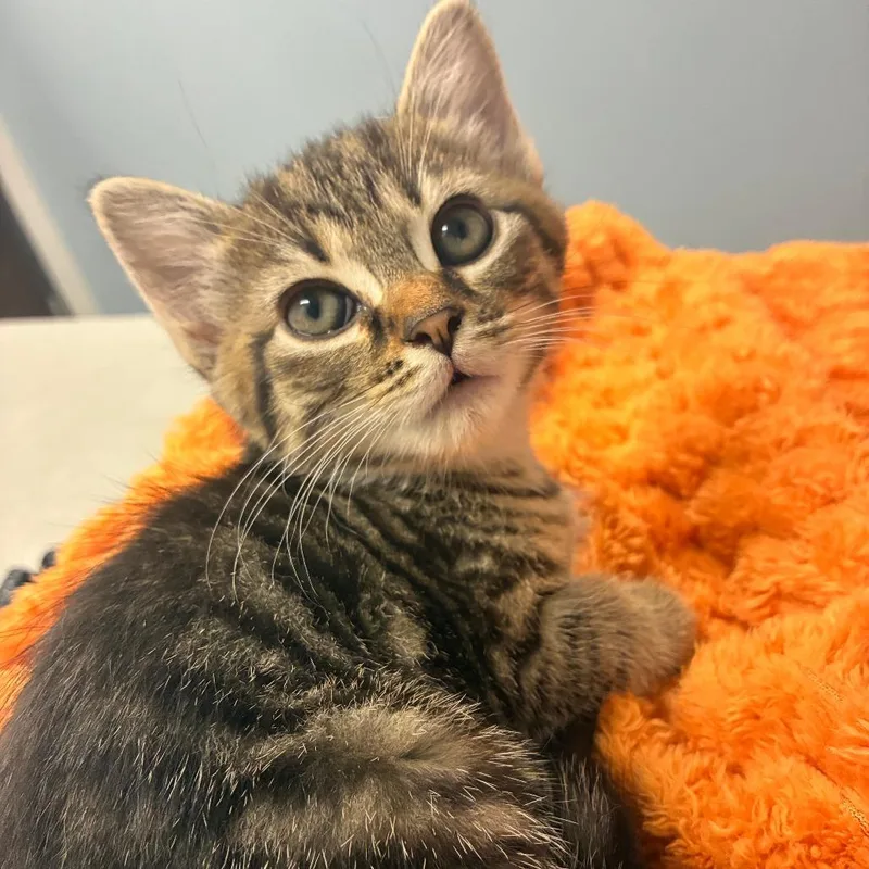 A baby small-sized male Brown / Chocolate Domestic Short Hair cat named Spice for adoption in Oak Park, IL