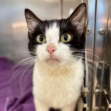 A young medium-sized female Black Domestic Short Hair cat named Valkyrie for adoption in Nantucket, MA