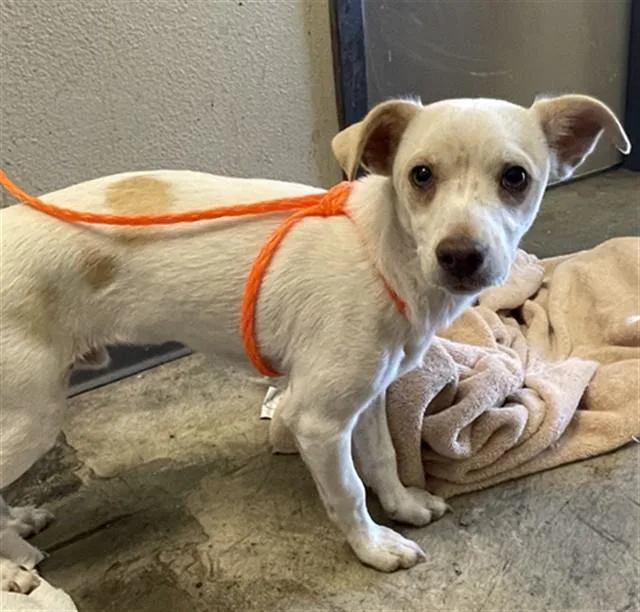 A young small-sized male Chihuahua dog named Cody for adoption in Ontario, CA