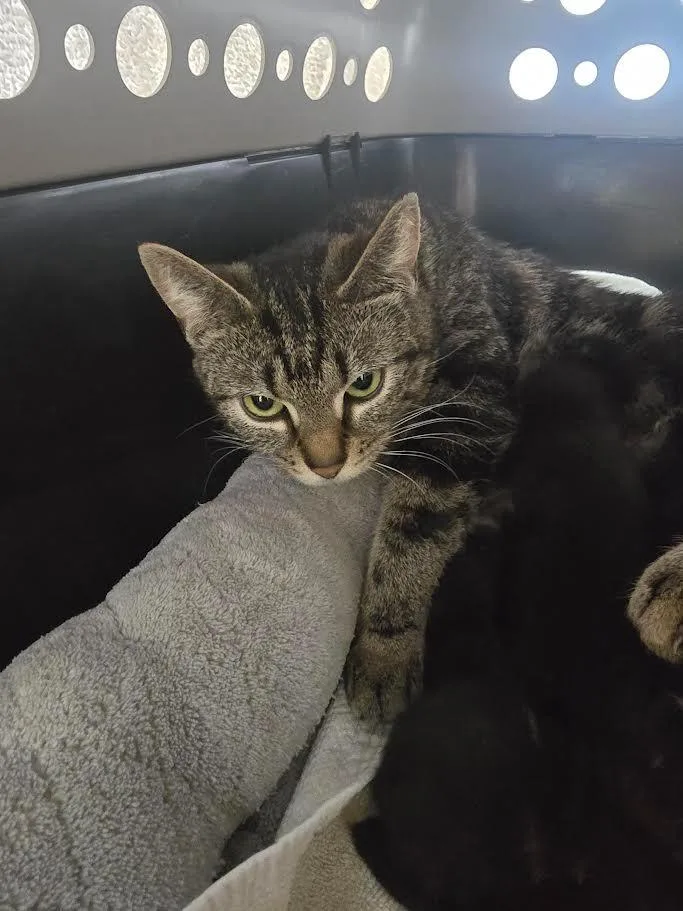 A young medium-sized female Domestic Short Hair cat named Gatita for adoption in Glenfield, NY