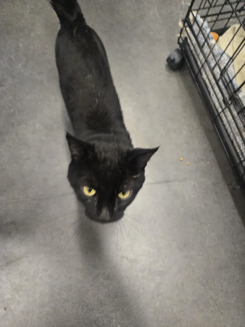 An adult medium-sized male Black Domestic Short Hair cat named Roman for adoption in Joliet, IL