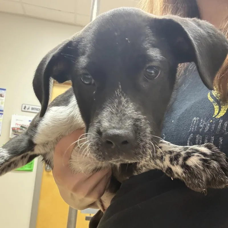 A baby small-sized male Labrador Retriever dog named Porky U for adoption in Tupelo, MS
