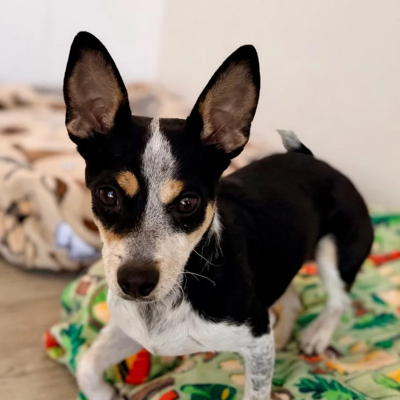 A young small-sized female Black Chihuahua dog named Roxy for adoption in Green Bay, WI