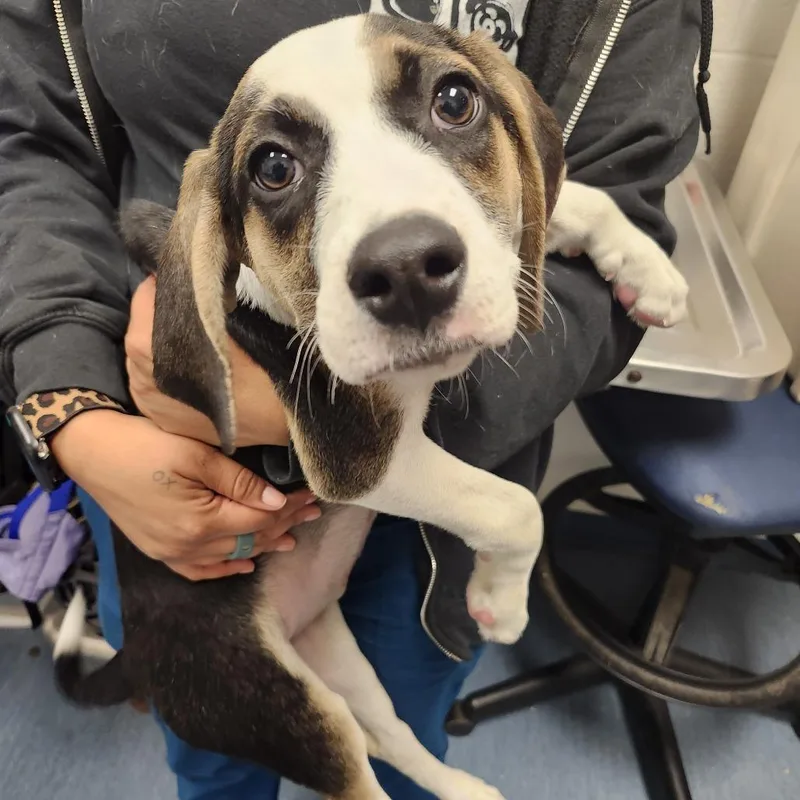 A baby medium-sized female Mixed Breed dog named Amelia for adoption in Pittsburgh, PA