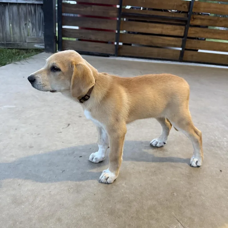 A baby medium-sized female Yellow / Tan / Blond / Fawn Golden Retriever dog named Sunshine for adoption in Baton Rouge, LA
