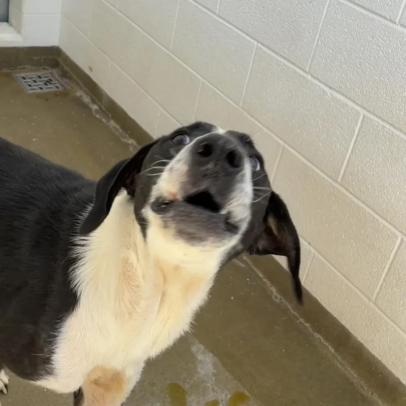 A senior extra large-sized male Black Bluetick Coonhound dog named Diesel for adoption in Harrisonburg, VA