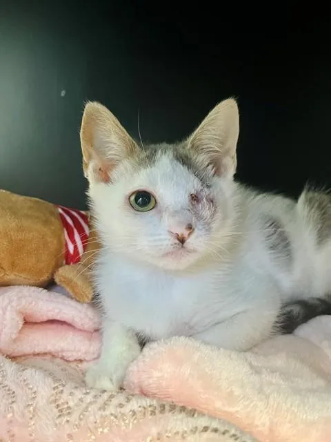 A baby small-sized female Domestic Short Hair cat named Osita for adoption in Ontario, CA