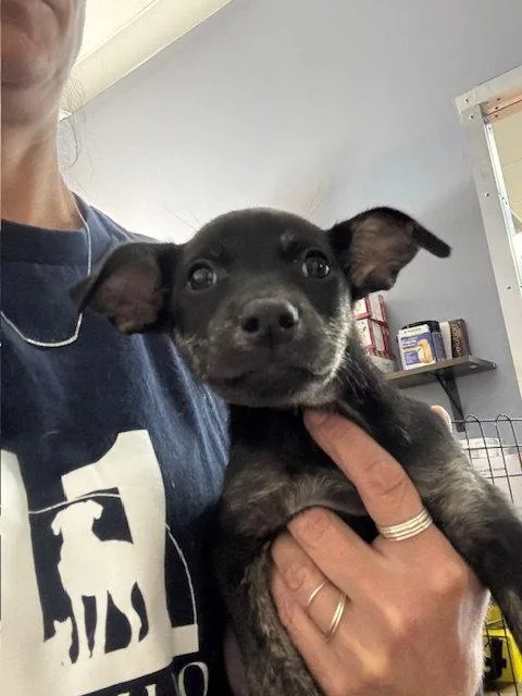 A baby medium-sized female Labrador Retriever dog named Meadow for adoption in Lake Hopatcong, NJ