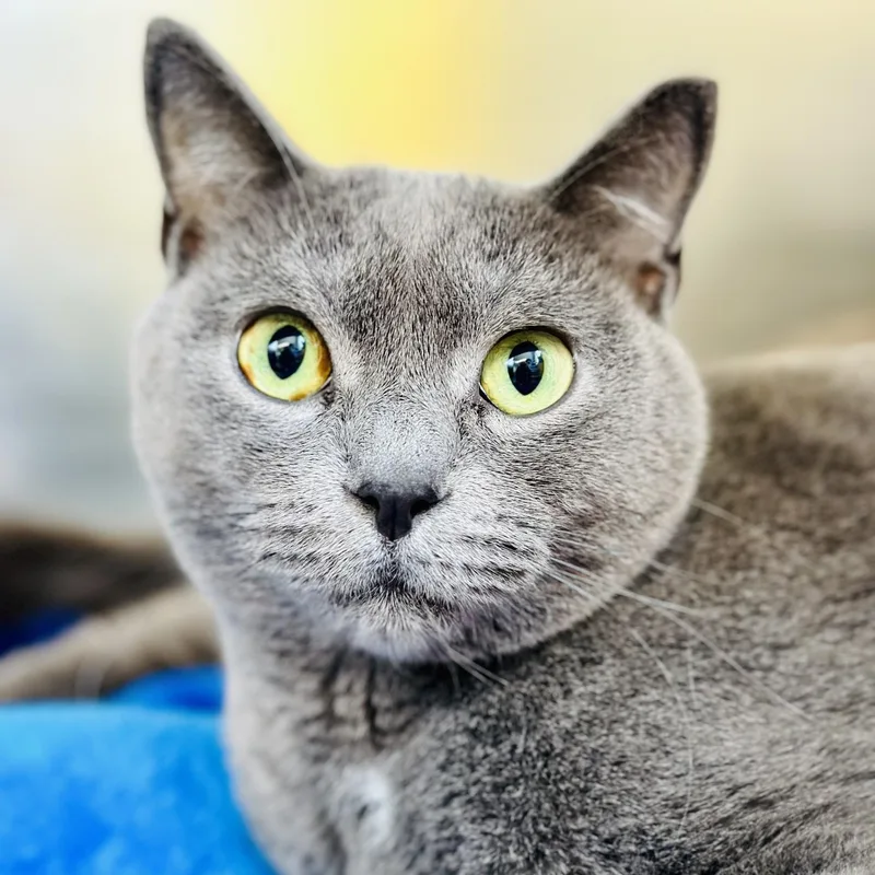 An adult medium-sized male Gray / Blue / Silver Domestic Short Hair cat named Forest for adoption in Jackson, NJ