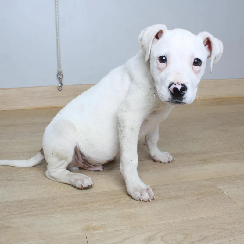 A baby medium-sized male White / Cream Australian Cattle Dog / Blue Heeler dog named Jingbah D for adoption in Minnetonka, MN