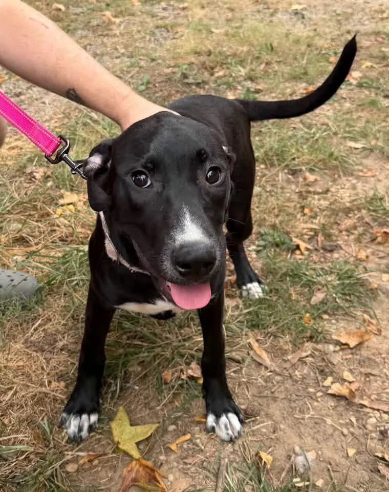 A baby large-sized female Labrador Retriever dog named Socks for adoption in Calera, AL