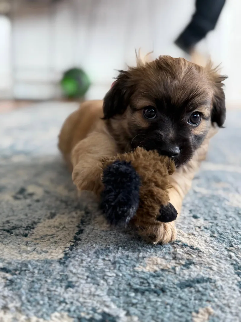 A young small-sized male Chihuahua dog named Cosmo for adoption in Sunnyvale, CA